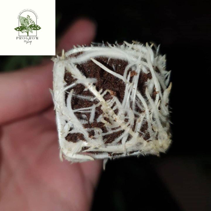 ready-stock-great-white-mycorrhizae-พรีเมี่ยมไมครอไรซ่าแบ่งขายมีบริการเก็บเงินปลายทาง