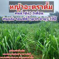 #เมล็ดหญ้าอะตราตั้ม 1 กก. พร้อมปลูกปี66 #หญ้าอะตราตั้ม #paspalum atratum  #หญ้าอุบลพาสพาลั่ม #เกรียงศักดิ์เมล็ดและท่อนพันธุ์หญ้าอาหารสัตว์