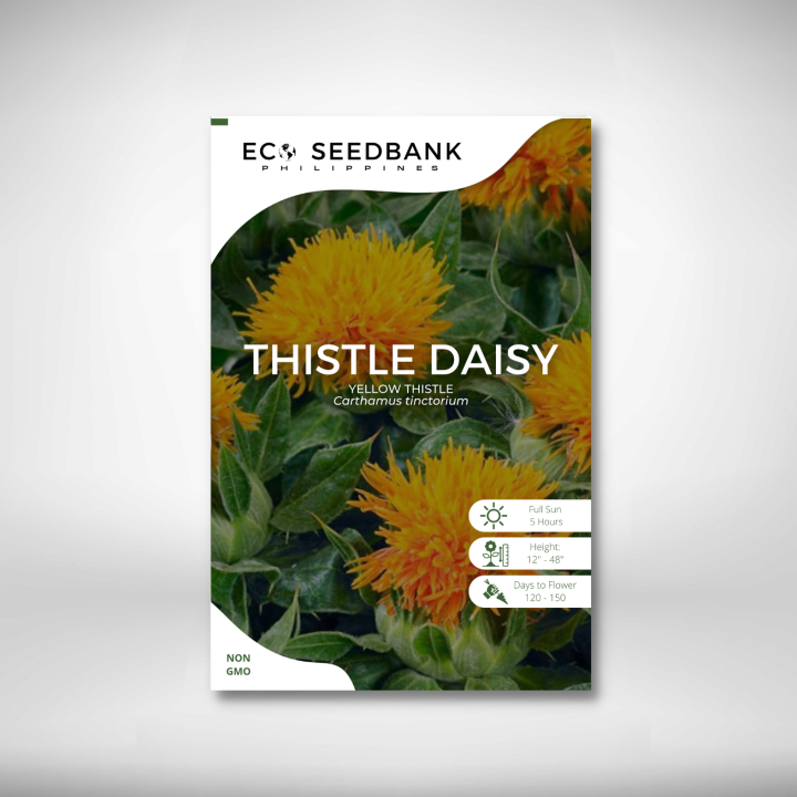 Thistle Daisy | Flower Seeds | Eco Seedbank Philippines | Lazada PH