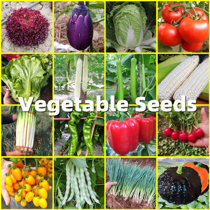Benih Sayur Sayuran High Germination Rate Vegetable Seeds for Sale