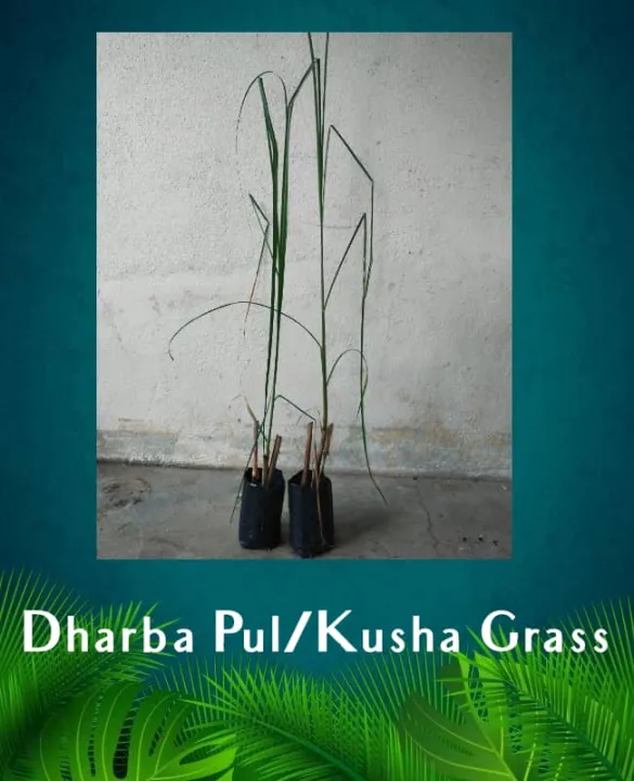 LIVE PLANTDARBHA PUL/KUSHA GRASS Lazada