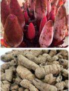 400g ComBo - Nấm Ngọc Cẩu - Ba Kích - Dâm Dương - Sâm Cau