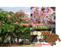 ชัยพฤกษ์ Cassia javanica 10 เมล็ด 20 บาท