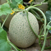 ปลูกง่าย ปลูกได้ทั่วไทย ของแท้ 100% 100pcs เมล่อนแค็ท Crown Honey Melon Melon In Xinjiang Hami Melon Seeds พันธุ์ไม้ผล เมล็ดพันธุ์ คุณค่าทางโภชนาการที่ดีต่อสุขภาพและสูง เมล็ดพันธุ์ผัก อุปกรการเกษตร ผักสวนครัว ไม้ประดับ พันธุ์ไม้ผล Plants Seeds