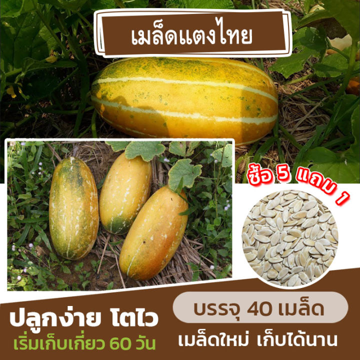 เมล็ดพันธุ์ แตงไทย แบ่งขาย 40 เมล็ด (ซื้อ 5 แถม 1)✨