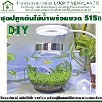 ไม้น้ำ ต้นไม้น้ำ เพาะเมล็ด DIY พร้อมขวดโหลแก้ว 515 บาท