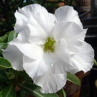 10 เมล็ด เมล็ดพันธุ์ ชวนชม สายพันธุ์ไต้หวัน สีขาว Adenium Seeds กุหลาบทะเลทราย Bonsai Desert Rose ราชินีบอนไซ มีคู่มือปลูก นำเข้าจากไต้หวัน