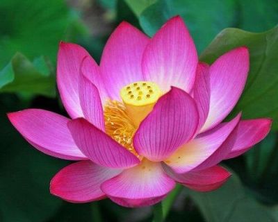 2 เมล็ด เมล็ดบัว สีชมพู ดอกใหญ่ นำเข้า บัวนอก สายพันธุ์ของแท้ 100% เมล็ดบัว ดอกบัว ปลูกบัว เม็ดบัว ปลูกในโหลแก้วได้ อัตรางอก 85-90% Lotus Seed