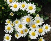 เมล็ดพันธุ์ Chrysanthemum leucanthemum ox eye daisy white breeze 100 เมล็ด เมล็ดพันธุ์นำเข้าจาก อังกฤษ seeds