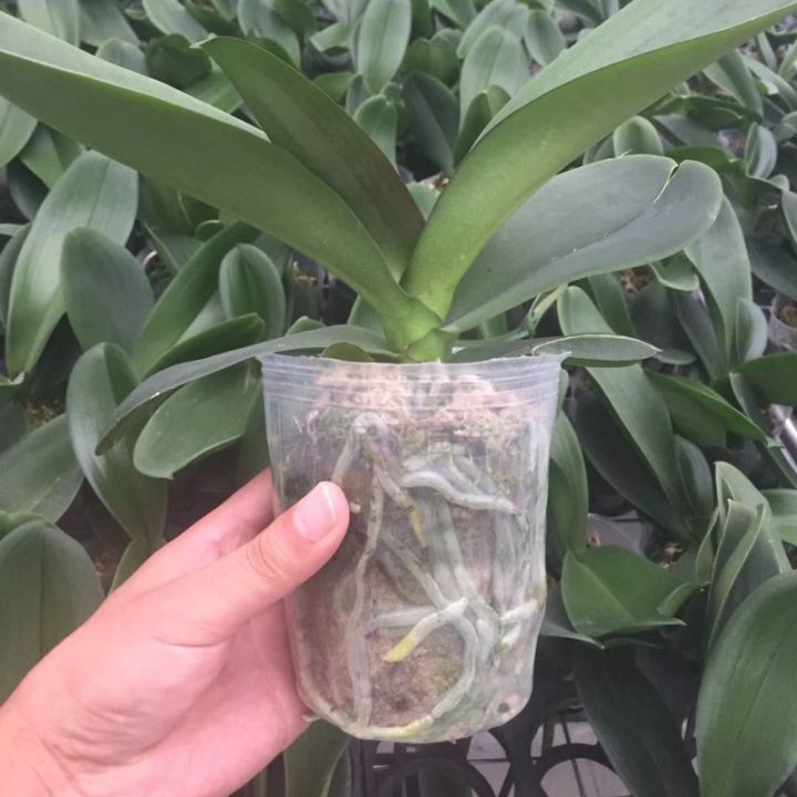 10pcs-transparency-nursery-pots-grow-planting-nutrition-cup-orchid-propagation-container-seedling-raising-bags-garden-supplies