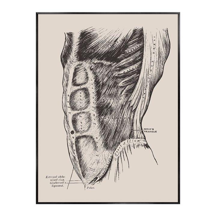 ร่างกายมนุษย์โครงกระดูกกายวิภาคศาสตร์โปสเตอร์อวัยวะงานศิลปะภาพวาดตกแต่งผ้าใบผนังศิลปะสุนทรียศาสตร์ทางคลินิกทางการแพทย์ประดับห้องใหม่