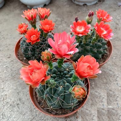 Plants Center พร้อมส่ง กระบองเพชร แคคตัส cacuts  Gymnocalycium baldianum หรือ บาลเดียนัม 7-8cm