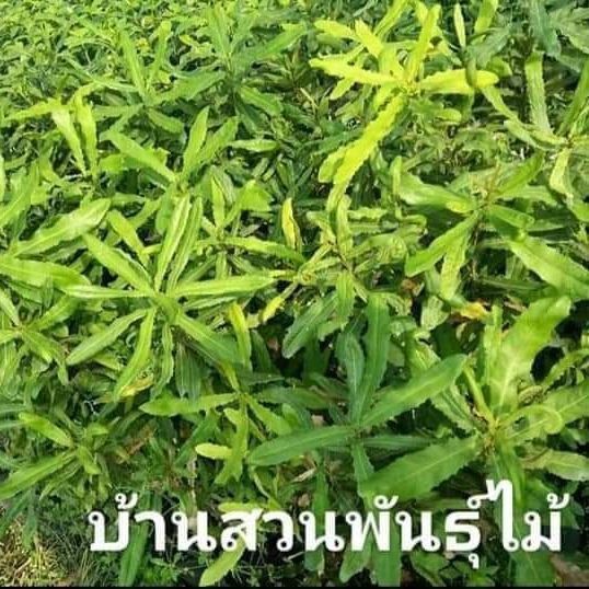 สุดคุ้ม-ต้นแมคคาเดเมีย-บ้านสวนพันธุ์ไม้-ราคาถูก-พรรณ-ไม้-น้ำ-พรรณ-ไม้-ทุก-ชนิด-พรรณ-ไม้-น้ำ-สวยงาม-พรรณ-ไม้-มงคล