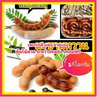 MAI มะขามหวาน พันธุ์สีชมพู 1 กิโลกรัม มะขามหวาน เเท้จากสวน JINOHONG HOME ต้นไม้ตาย ระหว่างขนส่ง เคลมฟรี