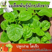 เมล็ดพันธุ์ ผักปลัง (Ceylon spinach) 3 กรัม ปลูกง่าย ปลูกได้ทั่วไทย #เมล็ดผัก