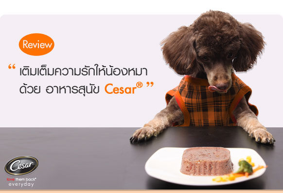 42pets-cesar-100g-ซีซาร์-อาหารสุนัขเปียก-แบบถาด-ขนาด-100-กรัม-อาหารถาด-อาหารสุนัข-อาหารหมา
