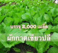 เมล็ดพันธุ์ ผักกาดเขียวปลี มรกต (กาบใหญ่ ห่อแน่น) 2000 เมล็ด [10 เเถม 1 คละได้]