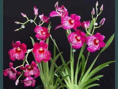 30 เมล็ดพันธุ์ เมล็ดกล้วยไม้ กล้วยไม้มิลโทนอปซิส (Miltonopsis Orchids) Orchid flower seed อัตราการงอก 80-85%.