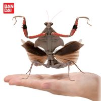 Bandai Gashapon Figurine Deroplatys Brancsikia Parablepharis ของเล่นแคปซูลชีววิทยาตั๊กแตนตำข้าวจำลองหุ่นแมลงเต่าทองยักษ์ขนาดใหญ่