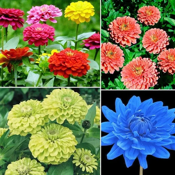 100% Authentic Garden Supply Zinnia Seeds Rare Beautiful Flower Home ...