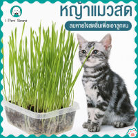 โภชนาการแมวหญ้าชุดกำจัดขน hydroponic หม้อ catnip บเคี้ยว cat pet supplies