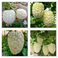 เมล็ดพันธุ์ มะระหัวใจ สีขาว (White Valentine gourd) บรรจุ 5 เมล็ด เนื้อฟูหนา ขมน้อย ทานดิบได้ไม่เหม็นเขียว