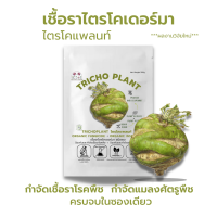 ไตรโคเดอร์มา (50g) กำจัดโรคพืชและแมลง ครบจบในซองเดียว เพาะเชื้อจากห้องLAB100%