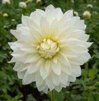 1 เหง้า/ชุด รักเร่ Dahlia Bulb สายพันธุ์ Frozen หัวรักเร่ ดอกไม้ หัวหน่อ เหง้า นำเข้า เนเธอร์แลน หัวสดใหม่