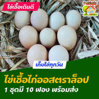 ไข่เชื้อไก่ออสตราล็อป ออสเตรเลีย สำหรับการฟัก 10 ฟอง