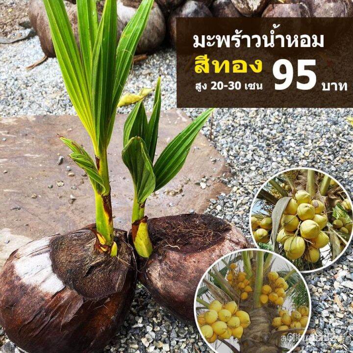 [Fast Germination] High quality seed Coconut tree High quality plant