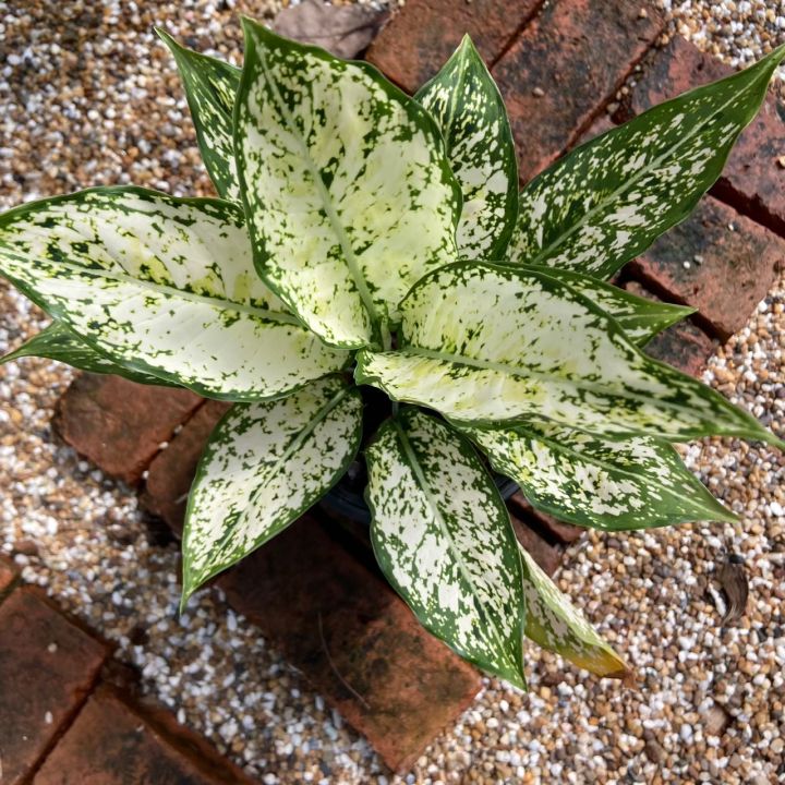 ส่งเร็ว-ต้นเพชรน้ำหนึ่ง-หนึ่งใน-แก้วกาญจนา-หรือ-อโกลนีมา-aglaonema