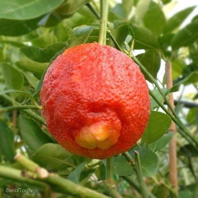 20 เมล็ดพันธุ์ เมล็ด มะนาวแดง ผลสีแดง Red Lemon Tree Seeds Organic Fruit Seeds Bonsai Blood Orange Seeds อัตราการงอกสูง 70-80%