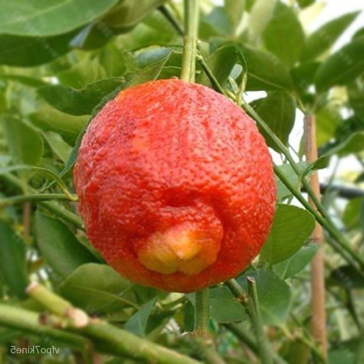 20-เมล็ดพันธุ์-bonsai-เมล็ด-มะนาวแดง-ผลสีแดง-red-lemon-tree-seed-organic-fruit-seed-bonsai-blood-orange-seed-อัตราการงอกของเมล็ด-80-85