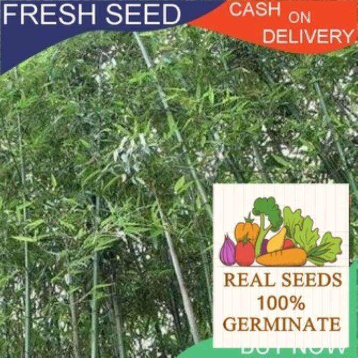 Giant Timber Bamboo Seeds ZA17 High germination Flower Seeds like our
