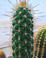 Trichocereus Thelegonus (10 เมล็ด)