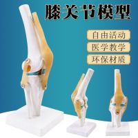 Knee-joint anatomical model function model of the human knee joint meniscus cross knee patellar ligament activities.