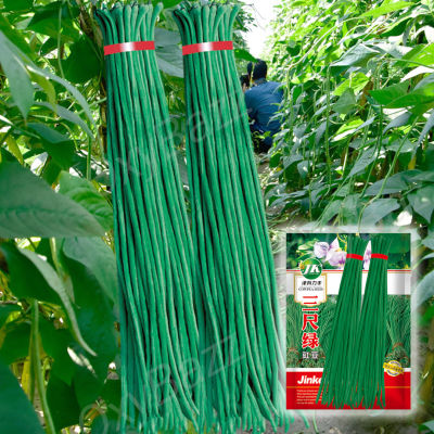 เมล็ดพันธุ์ถั่วฝักยาว 3 ฟุต 70เมล็ด ถั่ว3ฟุต Yard Long Bean