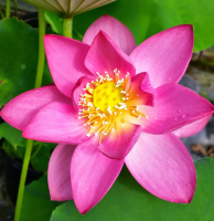 5 เมล็ด บัวนอก บัวนำเข้า บัวสายพันธุ์ Red Morning Cloud LOTUS สีชมพู สวยงาม ปลูกในสภาพอากาศประเทศไทยได้ ขยายพันธุ์ง่าย เมล็ดสด