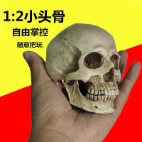 Skull brain plastic half bust fish with skull bone skull female body gift infants model