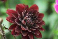 1 หัว/ออเดอร์ รักเร่ Dahlia Bulb สายพันธุ์ Karma Choc หัวรักเร่ ดอกไม้ หัวหน่อ เหง้า นำเข้า เนเธอร์แลน หัวสดใหม่