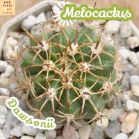 [เมโล หนามตะกร้อ] Melocactus Dawsonii ส่งพร้อมกระถาง แคคตัส Cactus Succulent Haworthia Euphorbia ไม้หายาก พืชอวบน้ำ ไม้หนาม ไม้ทะเลทราย กระบองเพชร