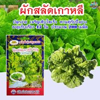 เมล็ดผักสลัดเกาหลี ซังชู Lettuce ตราภูเขาทอง ประมาณ200เมล็ด เมล็ดผักสลัด เมล็ดพันธุ์สลัด ผักสลัดเกาหลี