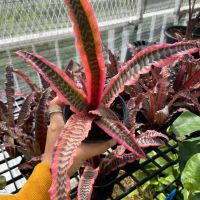 ดาวชมพู  Cryptanthus bivittatus กิเลนชมพู สัปรดสีชมพู