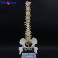 45CM Human Spine with Pelvic Model Human Spinal Column Anatomical Model Anatomy Tool with Stand Teaching Tool Skeletal PNATOMY