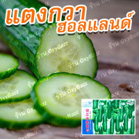 เมล็ดพันธุ์แตงกวาฮอลแลนด์ เมล็ดแตงกวาฮอลันดา 50เมล็ด แตงกวาไร้หนาม Dutch Cucumber seeds