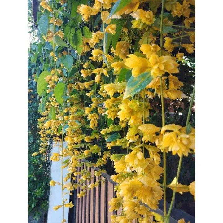 Malaysia Stock Safe Delivery Pokok Bunga Noong Nooch Nong Noch Nuch