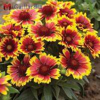 พันธุ์เกลลาเดีย Gaillardia เดือนฉาย (200เมล็ด)