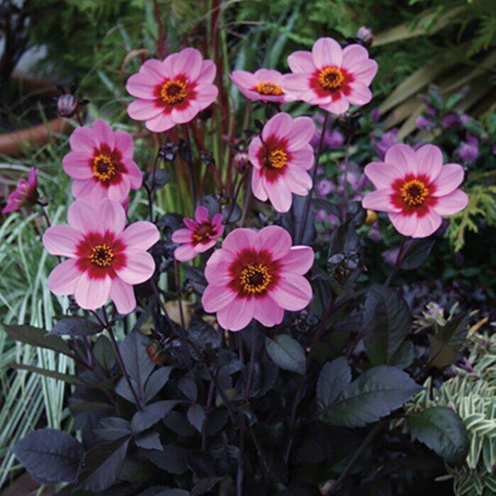 35-เมล็ด-เมล็ดพันธุ์-dahlia-bulb-hs-wink-สายพันธุ์ยุโรป-ดอกรักเร่-นำเข้าจากอังกฤษ-ดอกใหญ่-พร้อมคู่มือปลูก-dahlia-bulb-seeds