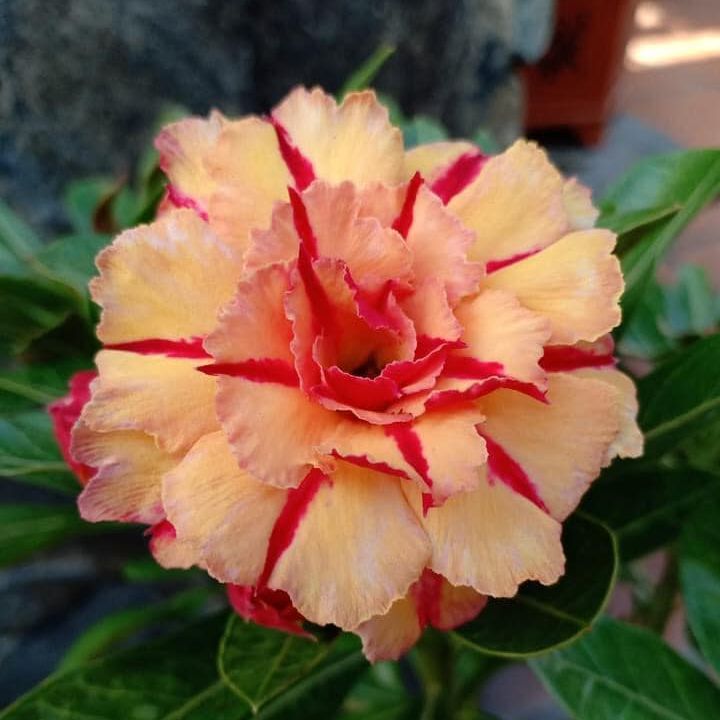 Cây hoa sứ Thái với màu vàng cam và gân đỏ là một trong những loài hoa đẹp nhất trong thế giới hoa. Với những chiếc hoa kép 15 cánh 3 lớp, loài hoa này sẽ khiến bạn thích thú và hài lòng.