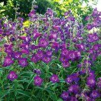 เมล็ดพันธุ์ เพนสตีมอน penstemon gentianoides beardtongue 200 เมล็ด เมล็ดพันธุ์นำเข้าจาก อังกฤษ